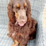 Engelse cocker - rufus 4 Engelse cocker spaniel rufus zit op een wicker stoel buiten.