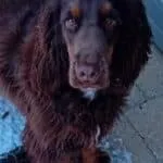 Engelse cocker - rufus 6 Engelse cocker spaniel rufus met lange oren en glanzende vacht.