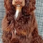 Engelse cocker - rufus 5 Engelse cocker spaniel rufus met lange oren en glanzende vacht.