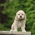 Amerikaanse cocker - aya (turnhout, be) 4 Schattige amerikaanse cocker puppy op houten platform in groen bos.