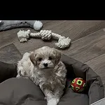 Maltipoo - cookie (athus, be) 20 Schattige maltipoo puppy cookie in haar mand met speeltje.