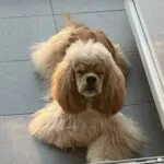 Amerikaanse cocker spaniël - zoé 2 Schattige amerikaanse cocker spaniël puppy met gekrulde vacht.