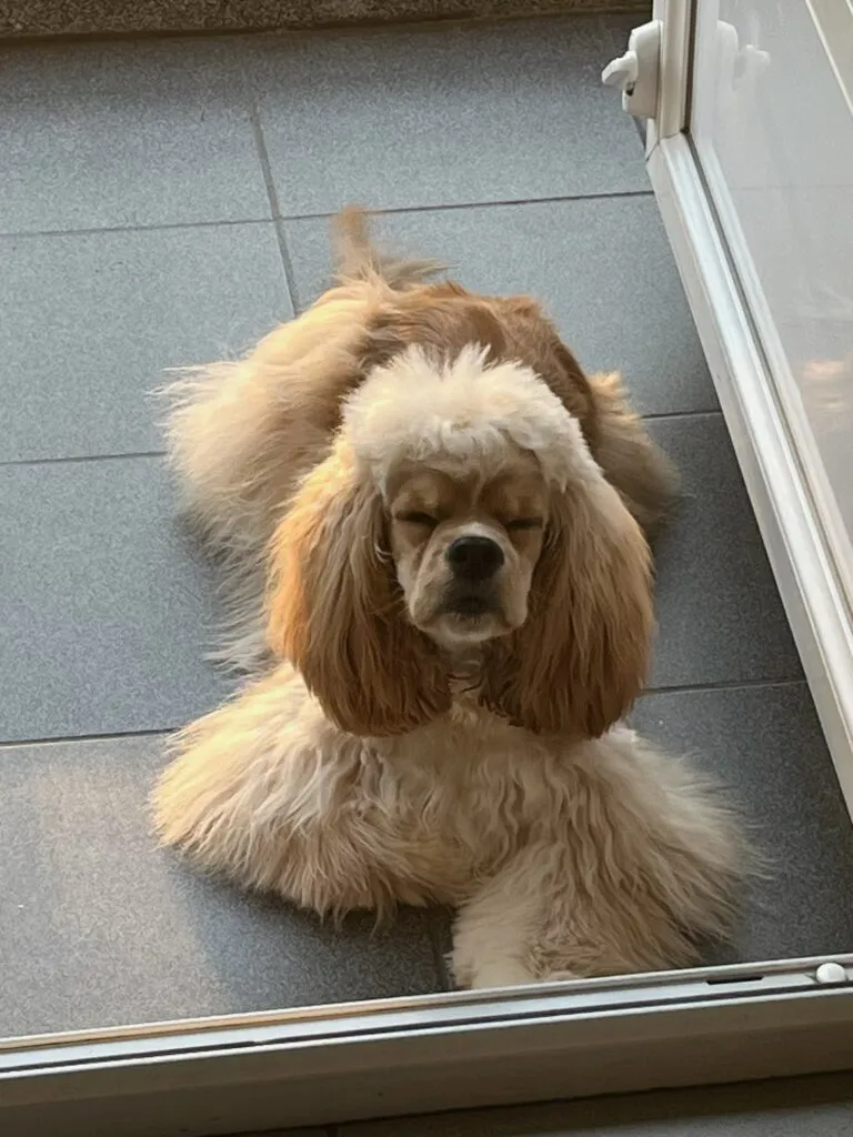 Schattige amerikaanse cocker spaniël puppy met gekrulde vacht.