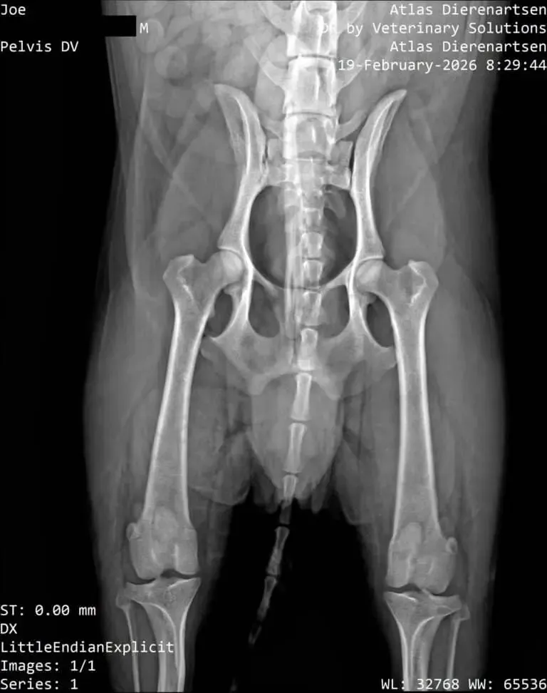 Dierenarts X-ray van het bekken en de heupen van een paard.