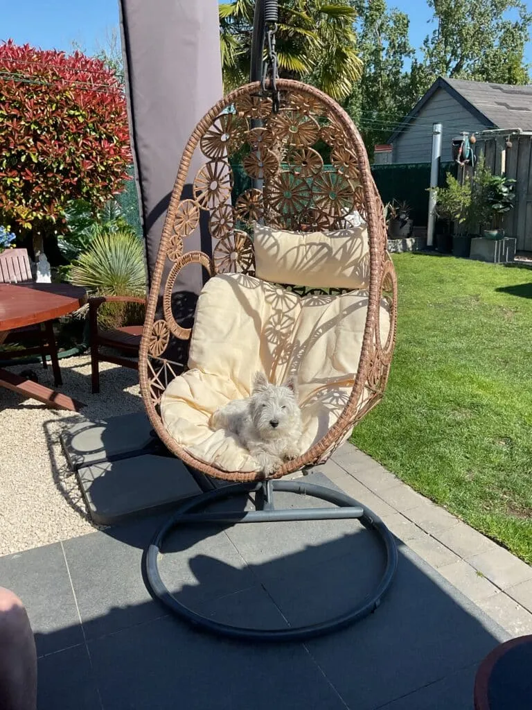 Schattige westy puppy in hangstoel op tuin bij woefkesranch.