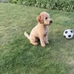 Cockapoo - milo (dentergem, be) 15 Schattige cockapoo puppy met voetbal in tuin.