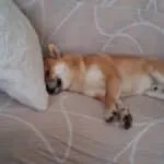 Shiba inu - bruce (vilvoorde, be) 17 Schattige shiba inu puppy rust op een bankje in vilvoorde, be.