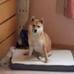 Shiba inu - bruce (vilvoorde, be) 16 Schattige shiba inu hond op een bed in vilvoorde, be.