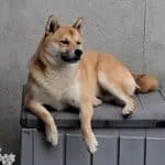 Shiba inu - bruce (vilvoorde, be) 15 Shiba inu hond rust op een grijze container buiten.