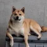 Shiba inu - bruce (vilvoorde, be) 14 Shiba inu hond ligt op een grijze container tegen een muur.