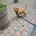 Cockapoo - balou 5 Schattige cockapoo puppy op een terras met planten en tegels.