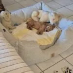 Cockapoo - balou 4 Balou de cockapoo ligt in een hondenmand met een puppy, schattig en ontspannen.
