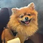 Dwergkeeshond - benji 14 Schattige dwergkeeshond met nummer 60 op een hondenshow.