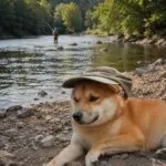 Shiba inu - bruce (vilvoorde, be) 13 Shiba inu puppy met hoedje rust op de rivierbank in de natuur.