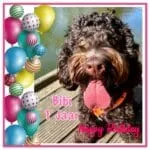 Labradoodle - bibi 9 Labradoodle bibi viert haar eerste verjaardag met ballonnen en een vrolijk gezicht.