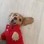 Langharige teckel - koghi 12 Schattige langharige teckel puppy in rood shirt op houten vloer.