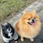 Dwergkeeshond - benji 16 Twee dwergkeeshonden wandelen samen op een pad in de natuur.
