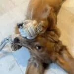 Langharige teckel - koghi 7 Langharige teckel speelt met knuffel op houten vloer.