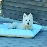 West highland white terrier - billie 1 Schattige west highland white terrier op een zacht bedje buiten.