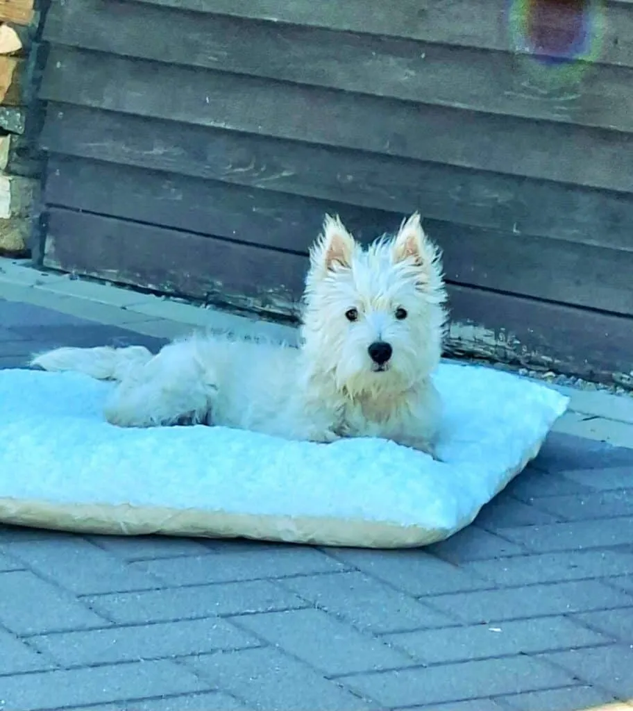 Schattige west highland white terrier op een zacht bedje buiten.