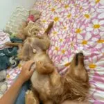 Cocapoo - basile 6 Schattige golden retriever puppy ligt op rug op bed met bloemenprint.
