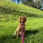 Cocapoo - basile 8 Schattige golden retriever puppy in groen veld met bomen op achtergrond.