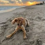 Cocapoo - basile 10 Hond op het strand bij zonsondergang met zee en hemel op achtergrond.