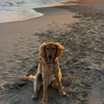 Cocapoo - basile 9 Hond op het strand bij zonsondergang, zand en zee in de achtergrond.