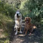 Cocapoo - basile 13 Twee honden wandelen op een bospad bij woefkesranch.