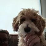 Maltipoo - jack 12 Schattige maltipoo pup met zachte, golvende vacht en grote donkere ogen.