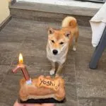 Shiba inu - yoshi 10 Schattige shiba inu yoshi kijkt naar een hondenkoekje met een brandende kaars.
