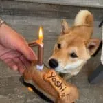 Shiba inu - yoshi 11 Shiba inu met een hondenkoekje en een verjaardagskaarsje.