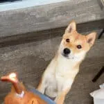 Shiba inu - yoshi 12 Schattige shiba inu puppy kijkt nieuwsgierig naar een hondenkoekje met naam yoshi.