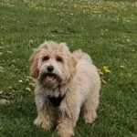 Maltipoo - jack 13 Schattige maltipoo jack puppy in groen veld met bloemen.