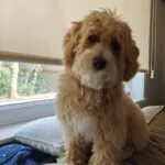 Maltipoo - jack 14 Schattige maltipoo-jongen met krullige vacht en grote donkere ogen.