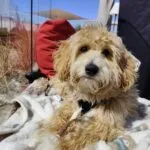 Maltipoo - jack 15 Schattige maltipoo jack met krullige vacht en speelse uitstraling.