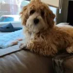 Maltipoo - jack 18 Schattige maltipoo puppy met krullige vacht op vensterbank.