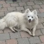 Pomsky - honey & akila 13 Schattige witte pomsky hond ligt op stenen terras, vrolijk en speels.