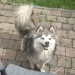 Pomsky - honey & akila 15 Schattige siberische husky met blauwe ogen op een stenen pad.