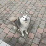 Pomsky - honey & akila 14 Schattige pomsky puppy met blauwe ogen op stenen terras.