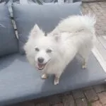 Pomsky - honey & akila 12 Schattige witte pomsky op een buitenbank met blauwe kussens.
