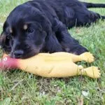 Engelse cocker spaniël - aiko 1 Schattige engelse cocker spaniël puppy met speelgoed op gras.