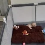 Maltipoo - zazoe 10 Kleine witte en beige puppy in een hondenbench met speelgoed en een zachte mat.