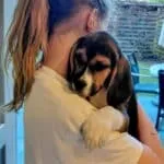 Beagle - fons 9 Persoon houdt schattige beagle puppy in de armen.