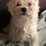 Maltezer - nero & kasper 2 Schattige maltezer puppy met witte, krullende vacht en donkere ogen.