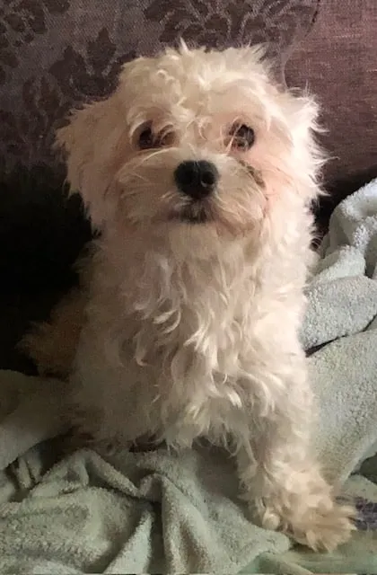 Schattige maltezer puppy met witte, krullende vacht en donkere ogen.