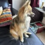 Pomsky - julien 7 Schattige pomsky pup zit op bank in woonkamer.