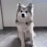 Pomsky - ace 17 Schattige pomsky puppy met grijze en witte vacht zit binnen.