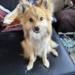 Pomsky - julien 8 Schattige pomsky pup met grote oren en heldere ogen op bank.
