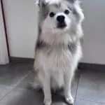 Pomsky - ace 18 Schattige pomsky pup met fluffy vacht en blauwe ogen.